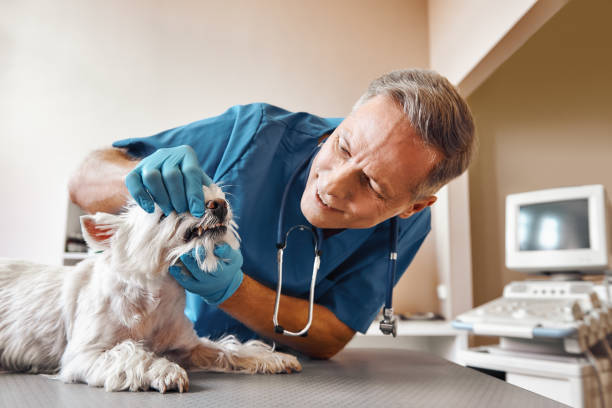 Best Cosmetic Emergency Dentistry in Sun City, AZ